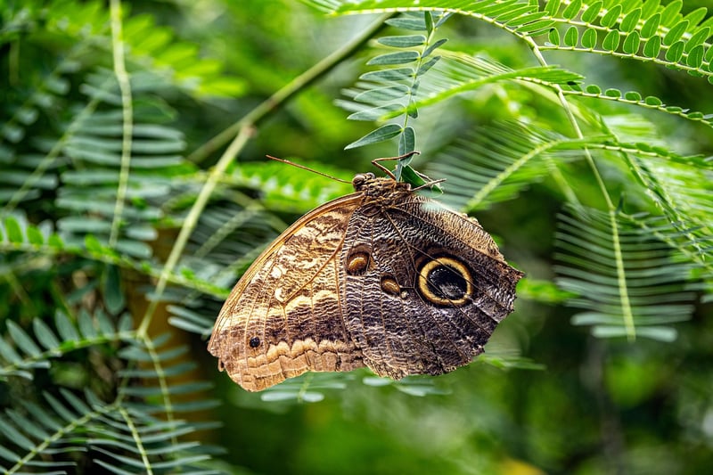 Butterfly Effect Avoidance